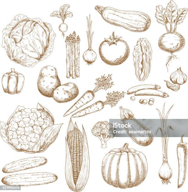 Organically Healthy Vegetables Retro Sketches Stock Illustration - Download Image Now - Engraving, Sketch, Old-fashioned