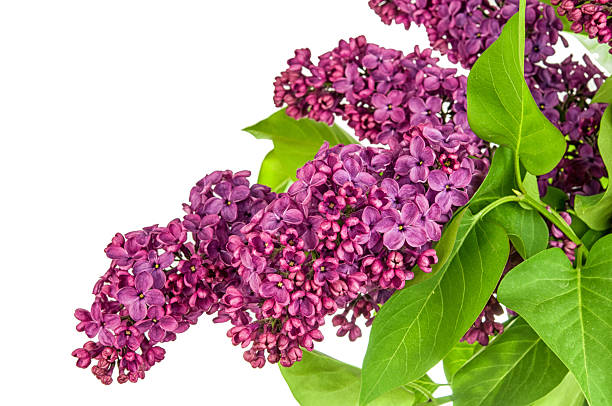 istock Syringa vulgaris isolated 521995192