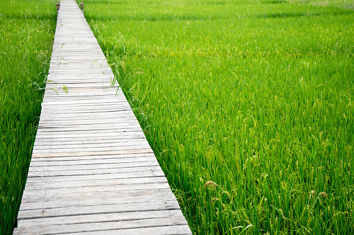 wood walk  way on rice green field