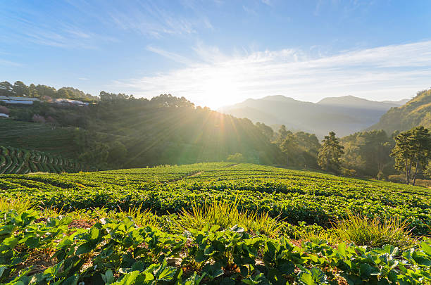 istock Strawberry field in morning at doi angkhang thailand 521995846