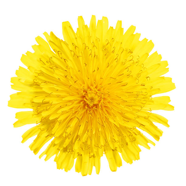 istock Yellow Dandelion Flower Isolated 521996078