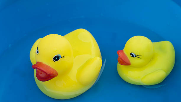 istock Family rubber duck swimming water 521996174