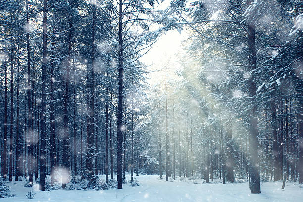 istock magical winter forest, a fairy tale, mystery 521996629