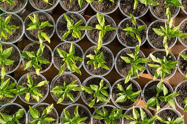 istock pepper seedlings growing in a greenhouse - top view 521996866