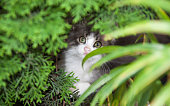 graue-katze.jpg?b=1&s=170x170&k=20&c=8D3thWbB6qsh82_sUDdeUY8AyZQYobeIK5Dx_kdrEe0=