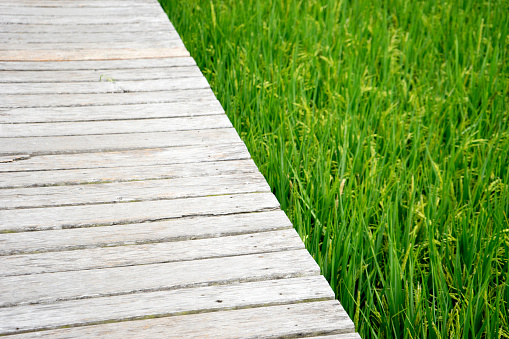 wood walk  way on rice green field