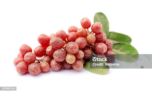 Elaeagnus Latifolia Stock Photo - Download Image Now - Abundance, Autumn, Berry