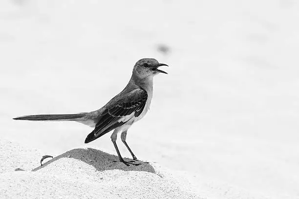 small bird on sand