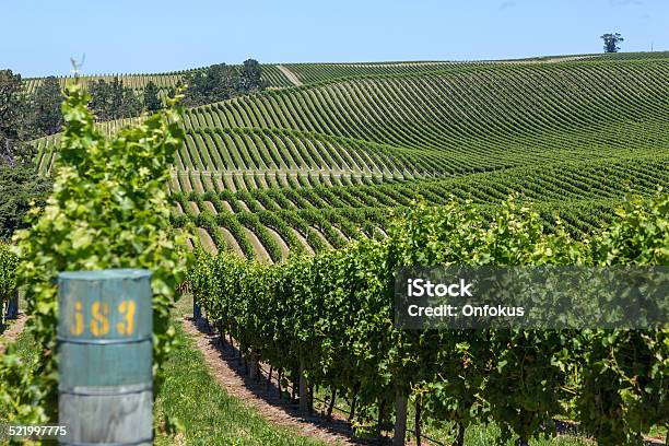 Landscape Of A New Zealand Vineyard On A Clear Day Stock Photo - Download Image Now - Blue, Clear Sky, Day