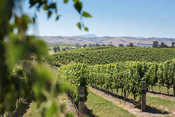istock Vineyards in New Zealand 521997789