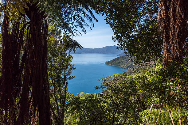 pista de la reina charlotte paisaje, picton, nueva zelanda - queen charlotte sound fotografías e imágenes de stock