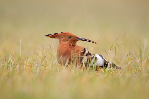Hoopoe is such a cute little bird . Since they keep moving drastically, photographing  Hoopoes is always a challenging one. I took this shot by lying on the ground & it took almost 20 minutes to capture this shot
