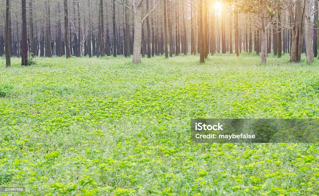 trees Agricultural Field Stock Photo