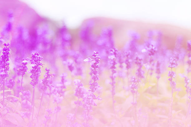 blue flowers in the field with soft color filter