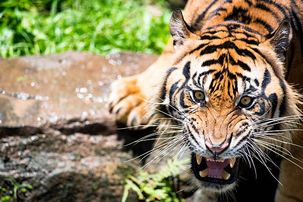 istock Intimidating Roar of Sumatran Tigers 521998136