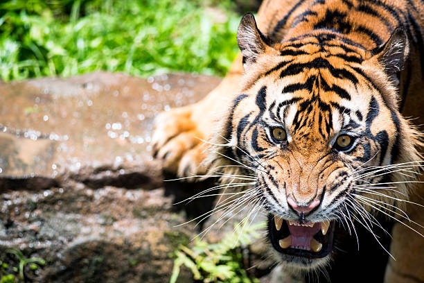 intimidating roar of sumatran tigers - sumatratiger bildbanksfoton och bilder