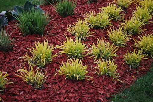 Molinia caerulea 'Variegata' on the flower bed, sprinkler with red dyed mulch. Ornamental plants for landscaping.
