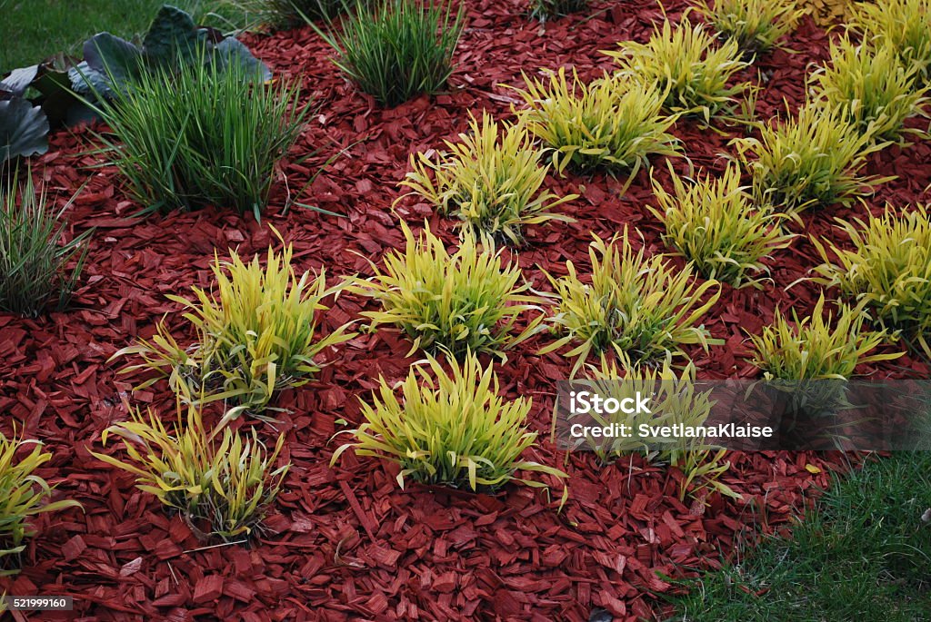 Molinia caerulea 'Variegata' on the flower bed. Molinia caerulea 'Variegata' on the flower bed, sprinkler with red dyed mulch. Ornamental plants for landscaping. Mulch Stock Photo