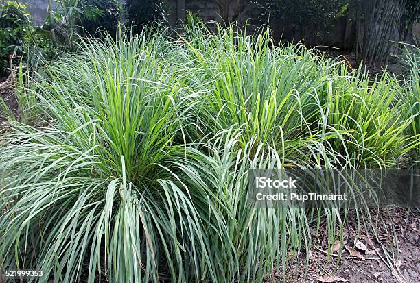 Lemongrass Vegetable Herb Stock Photo - Download Image Now - Dirt, Freshness, Horizontal