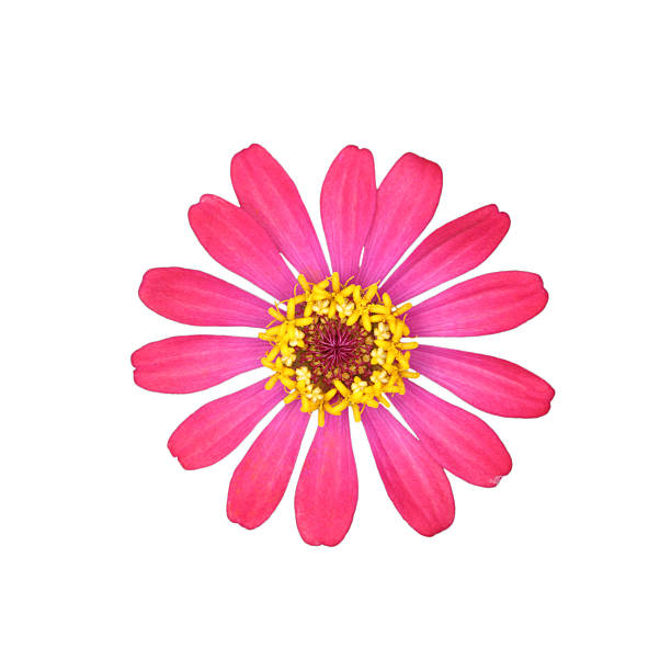 istock Pink Zinnia Elegans Isolated on White Background 521999609