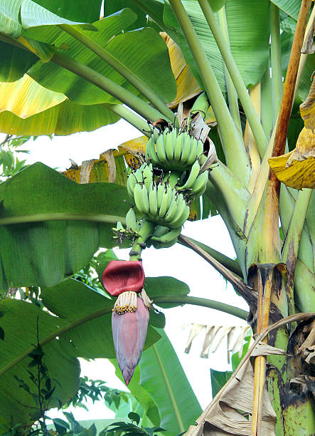 istock banana with banana flower 521999893
