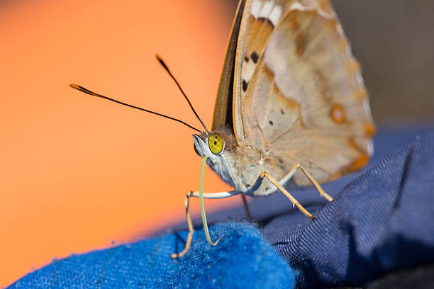istock butterfly with yellow eyes closeup 521999968