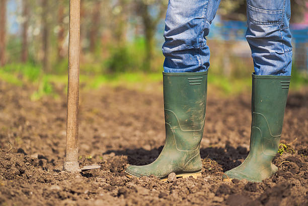istock Man hoeing vegetable garden soil 522000052