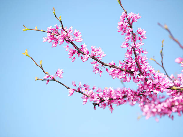 istock Spring Flowers. Purple Cercis Canadensis 522000302