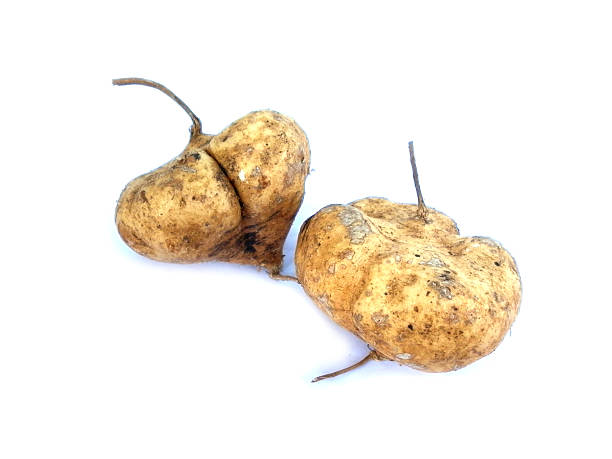 istock jicama fresh fruit on white background 13 522000780