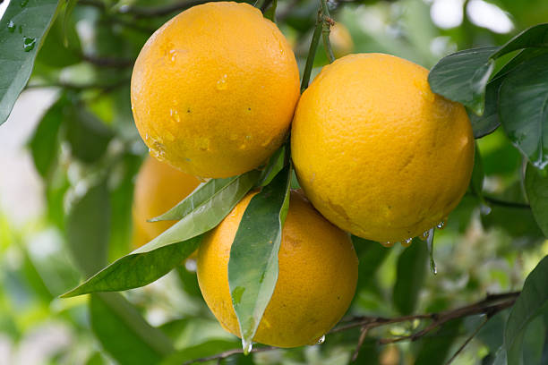 istock Orange tree in the garden 522000818