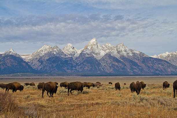 bison et de tetons ii - wyoming teton range jackson hole autumn photos et images de collection