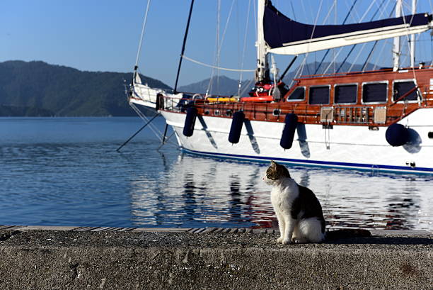istock marina - cat and yacht 522001104