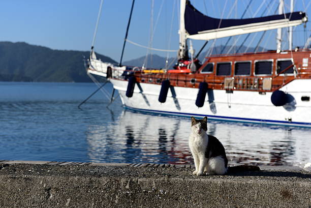 istock cat having sunbath on the pier of marina 522001228
