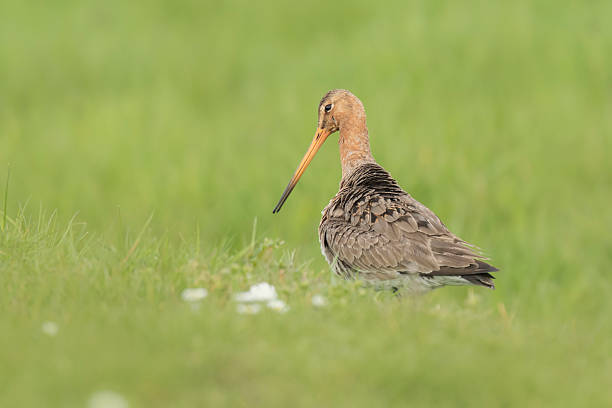istock Graceful godwit bird in a meadow 522001382