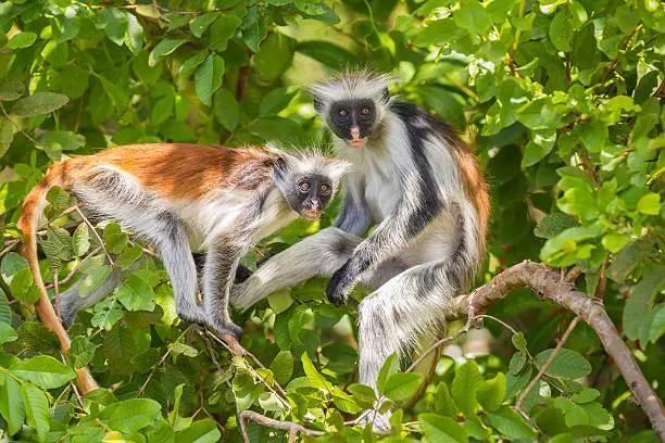 Two red Colobuse Monkey in a rainforest of Jozani Chwaka Bay National Park, Zanzibar, Tanzania, Africa