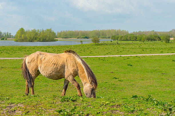 istock Feral horse in nature in spring 522002554