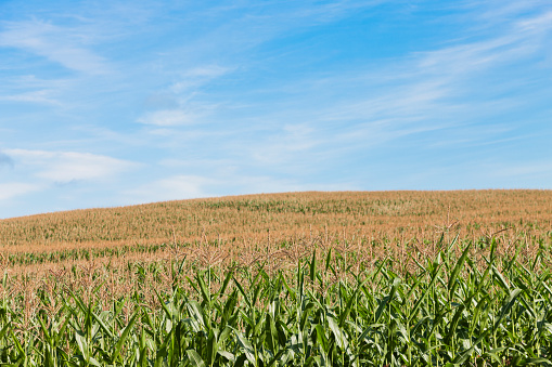 Corn Field in Summer