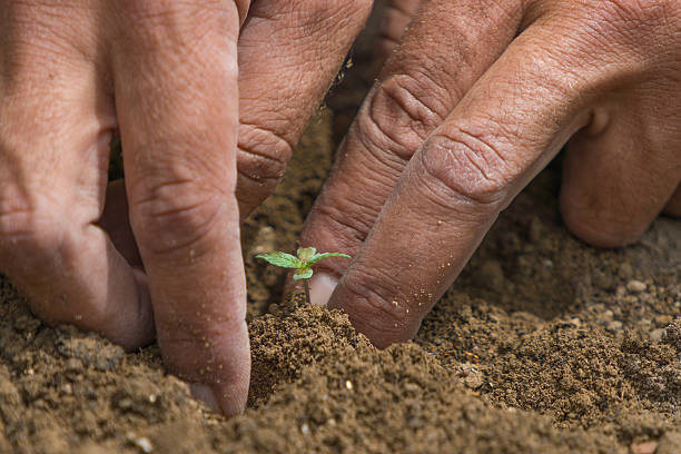 la canapa, della marijuana terra e fertilizzante - vein field foto e immagini stock