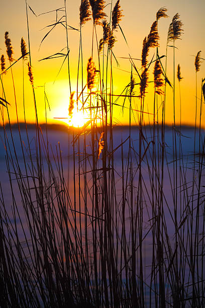 istock silhouette of reeds at sunset 522005454