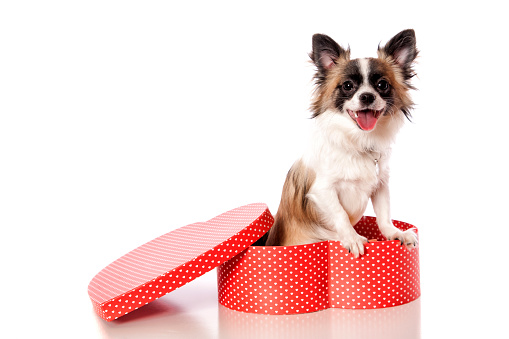 A gorgeous Long Haired Chihuahua pup in a love heart shaped gift box. Isolated on white.
