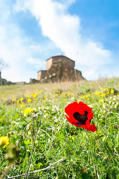 Red lonely springtime poppy-flower in green field with old castle on background.  Mtskheta, UNESCO World Heritage Site, Georgia, Caucasus. Colorful outdoors vertical closeup image. Low point of view.