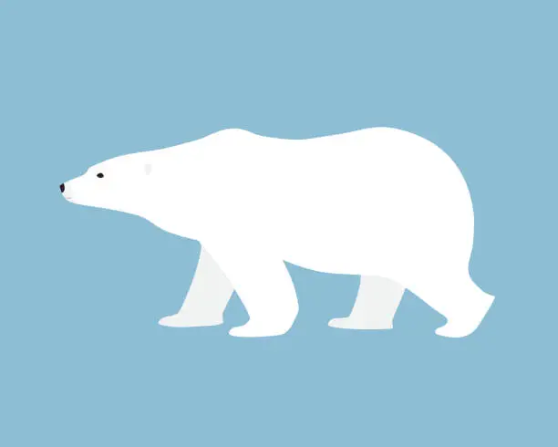 Vector illustration of Polar bear hand drawn illustration, flat style