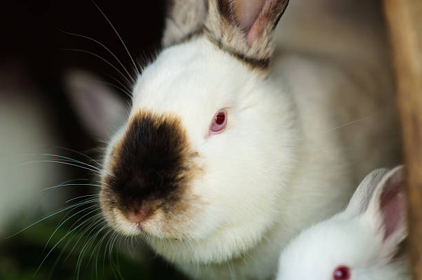 istock Funny baby white rabbit in grass 522014989
