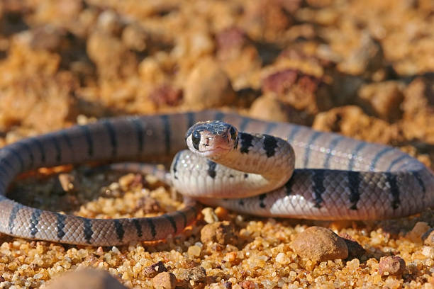 Eastern Brown Snake Baby An Eastern Brown Snake South of Sydney Australia east stock pictures, royalty-free photos & images