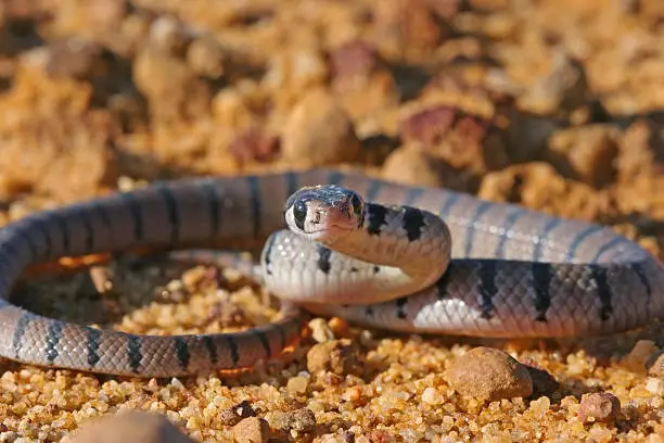 Photo of Eastern Brown Snake Baby