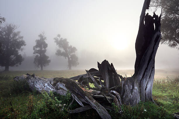 istock deadwood in the oak grove 522015353