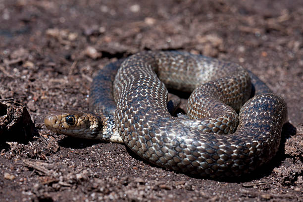 jovem oriental cobra marrom - east australia - fotografias e filmes do acervo