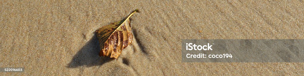 Leaf on Sand A leaf sits on wet sand at a Swedish beach Simrishamn Stock Photo