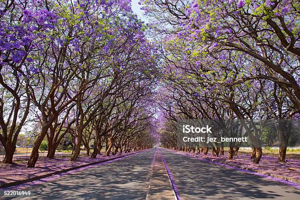 Purple Tunnel Stock Photo - Download Image Now - Harare, Zimbabwe, Jacaranda Tree