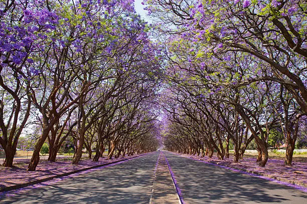 Jacaranda trees (Jacaranda mimosifolia), lining Milton Avenue in Harare, Zimbabwe. 